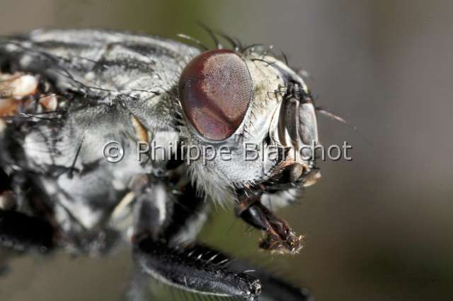 sarcophaga sp.JPG - Sarcophaga sp (portrait)Mouche grise de la viandeFlesh flyDiptera, SarcophagidaeFrance